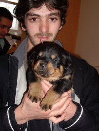 dario